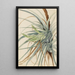 Ananas sauvage Tillandsia fasciculata - Mary Vaux Walcott — gerahmtes Bild an der Wand