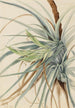 Ananas sauvage Tillandsia fasciculata - Mary Vaux Walcott — Ansicht des Kunstwerks