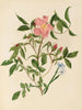 Rosenwild und Blume mit blauen Augen - Mary Vaux Walcott — Ansicht des Kunstwerks