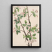 Pommier sauvage Malus coronaria - Mary Vaux Walcott — gerahmtes Bild an der Wand