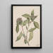 Saule Salix - Mary Vaux Walcott — gerahmtes Bild an der Wand