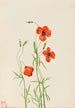 Coquelicot des vents Stylomecon heterophylla - Mary Vaux Walcott — Ansicht des Kunstwerks