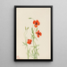 Coquelicot des vents Stylomecon heterophylla - Mary Vaux Walcott — gerahmtes Bild an der Wand