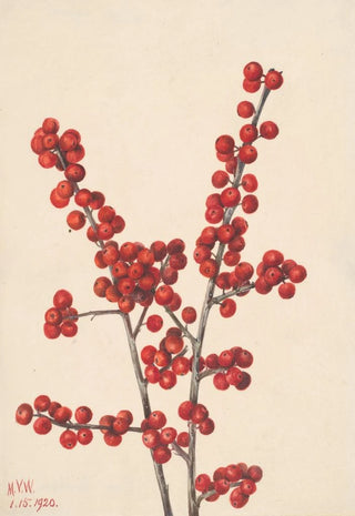 Mary Vaux Walcott - Winterberry Ilex verticillata.webp