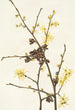 Noisetier des sorcières Hamamelis virginiana - Mary Vaux Walcott — Ansicht des Kunstwerks