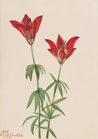 Mary Vaux Walcott - Wood Lily Lilium philadelphicum.webp