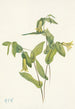 Uvulaire perfoliée Uvularia perfoliata - Mary Vaux Walcott — Ansicht des Kunstwerks