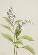Scutellaire des bois Scutellaria serrata - Mary Vaux Walcott — Ansicht des Kunstwerks