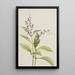 Scutellaire des bois Scutellaria serrata - Mary Vaux Walcott — gerahmtes Bild an der Wand