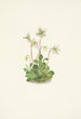 Nymphe des bois Moneses uniflora - Mary Vaux Walcott — Ansicht des Kunstwerks