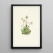 Nymphe des bois Moneses uniflora - Mary Vaux Walcott — gerahmtes Bild an der Wand