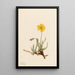 Agoséris laineuse Agoseris villosa - Mary Vaux Walcott — gerahmtes Bild an der Wand