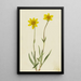 Arnica laineuse Arnica tomentosa - Mary Vaux Walcott — gerahmtes Bild an der Wand