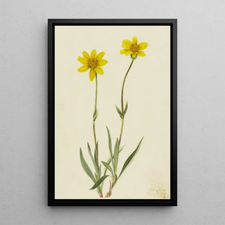 Mary Vaux Walcott - Woolly Arnica Arnica tomentosa.webp