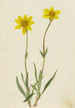 Arnica laineuse Arnica tomentosa - Mary Vaux Walcott — Ansicht des Kunstwerks