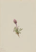 Vergerette laineuse Erigeron lanatus - Mary Vaux Walcott — Ansicht des Kunstwerks