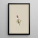 Vergerette laineuse Erigeron lanatus - Mary Vaux Walcott — gerahmtes Bild an der Wand