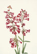 Pénstémon de Wright Pentstemon wrightii - Mary Vaux Walcott — Ansicht des Kunstwerks