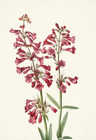 Mary Vaux Walcott - Wright Pentstemon Pentstemon wrightii.webp