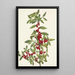 Yaupon Ilex vomitoria - Mary Vaux Walcott — gerahmtes Bild an der Wand
