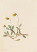 Dryade gelb Dryas drummondii - Mary Vaux Walcott — Ansicht des Kunstwerks
