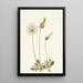 Frucht der Dryade Gelb Dryas drummondii - Mary Vaux Walcott — gerahmtes Bild an der Wand