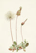 Frucht der Dryade Gelb Dryas drummondii - Mary Vaux Walcott — Ansicht des Kunstwerks