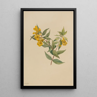 Mary Vaux Walcott - Yellow Jessamine Gelsemium sempervirens.webp