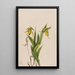 Sabot de Vénus jaune Cypripedium parviflorum - Mary Vaux Walcott — gerahmtes Bild an der Wand
