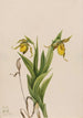 Sabot de Vénus jaune Cypripedium parviflorum - Mary Vaux Walcott — Ansicht des Kunstwerks