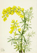 Lupin gelb Lupinis arboreus - Mary Vaux Walcott — Ansicht des Kunstwerks