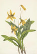 Érythrone jaune Erythronium americanum - Mary Vaux Walcott — Ansicht des Kunstwerks