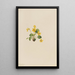 Violette jaune Viola orbiculata - Mary Vaux Walcott — gerahmtes Bild an der Wand