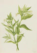 Epilobe jaune Epilobium lutem - Mary Vaux Walcott — Ansicht des Kunstwerks