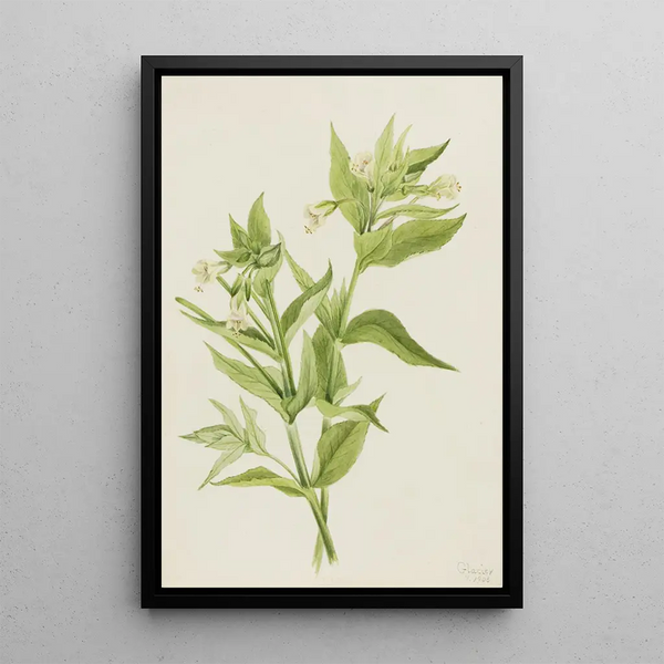 Mary Vaux Walcott - Yellow WillowWeed Epilobium lutem.webp