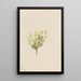 Herbe de saule jaune - Mary Vaux Walcott — gerahmtes Bild an der Wand