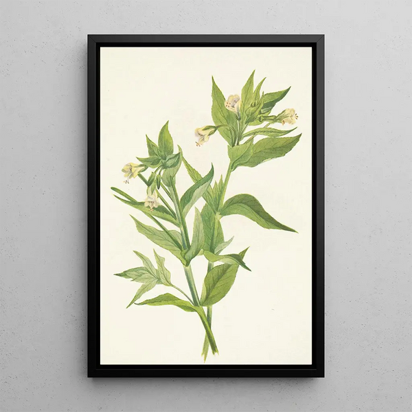 Mary Vaux Walcott - Yellow Willowweed Epilobium lutem (Case Conflict).webp