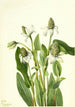 Yerba mansa Anemopsis californica - Mary Vaux Walcott — Ansicht des Kunstwerks
