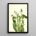 Yerba mansa Anemopsis californica - Mary Vaux Walcott — gerahmtes Bild an der Wand
