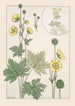 Butterblume - Maurice Pillard Verneuil — Ansicht des Kunstwerks
