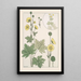 Butterblume - Maurice Pillard Verneuil — gerahmtes Bild an der Wand