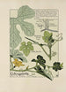 Coloquinte - Maurice Pillard Verneuil — Ansicht des Kunstwerks
