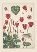 Cyclamen - Maurice Pillard Verneuil — Ansicht des Kunstwerks