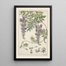 Glycine - Maurice Pillard Verneuil — gerahmtes Bild an der Wand