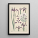 Iris - Maurice Pillard Verneuil — gerahmtes Bild an der Wand