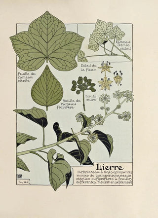 Maurice Pillard Verneuil - Lierre.webp