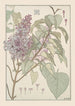 Lilas - Maurice Pillard Verneuil — Ansicht des Kunstwerks
