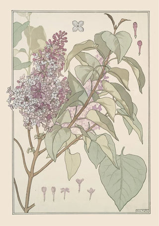 Maurice Pillard Verneuil - Lilas.webp