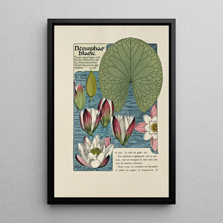 Maurice Pillard Verneuil - Nenuphar blanc.webp
