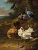 Hühner und Tauben in einer Landschaft - Melchior d'Hondecoeter — Ansicht des Kunstwerks